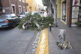 Se observa una calle del centro con el árbol cortado